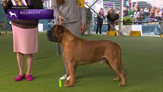 Bullmastiffs  Breed Judging 2023 [upl. by Roede]