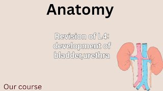 Revision of L4 anatomy development of bladderurethra renal42 [upl. by Virgil393]