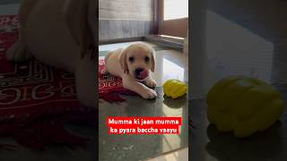 Labra puppy kaise khelte hai [upl. by Kalam409]