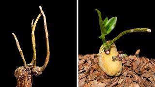 Propagating Orchids from dry and rootless plants is very simple [upl. by Haziza722]