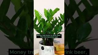 tips for plant to grow everyone should know [upl. by Affay901]