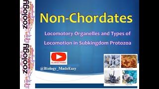 NonChordates Locomotory Organelles and Types of Locomotion in Sub kingdom Protozoa [upl. by Brod]