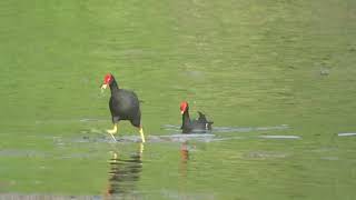 Common Gallinule moorhen Birds of Grenada [upl. by Lathe]