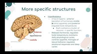 Neuroscience Crash Course  Synaptic Hacks 2021  Simply Neuroscience [upl. by Zirtaeb]