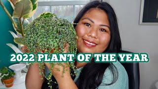 peperomia string of turtles plant care and propagation guide 2022 Plant of the Year [upl. by Paddy724]