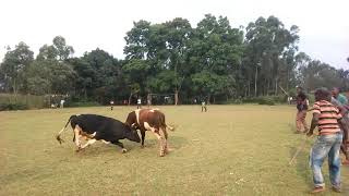 bullfighting kakamega county [upl. by Hengel]