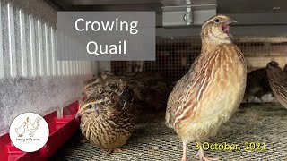 Crowing Quail [upl. by Bing]