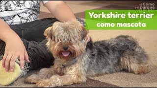 PERRO Yorkshire terrier como mascota [upl. by Yunfei]