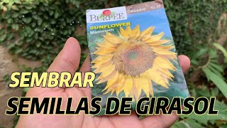 Como hacer semillas de girasol saladas facil y rapido [upl. by Arlon]