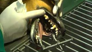 ODONTOSTOMATOLOGIA 2mp4 [upl. by Cleti]