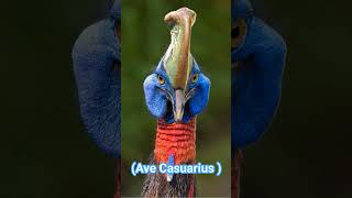 CASUARIO Común o Casuarius shorts The Dark Secret of the Common Cassowary [upl. by Catherina]