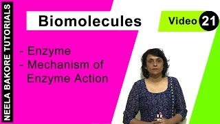 Biomolecules  NEET  Enzyme  Mechanism of Enzyme Action  Neela Bakore Tutorials [upl. by Trojan]