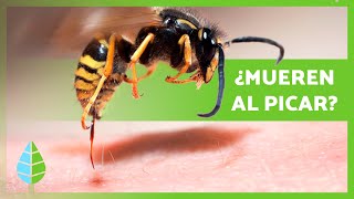 ¿Las AVISPAS MUEREN cuando PICAN 🐝  Curiosidades de Animales [upl. by Yrneh]