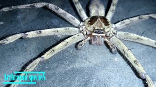 Arachnida Species  Huntsman Spider  Male Huntsman bombastic eight eyes [upl. by Alehtse261]