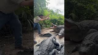 Feeding HUGE Alligators alligator shorts alligators [upl. by Aihsikal]