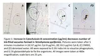 Measuring Cell Size with microscopic ruler [upl. by Ymme726]