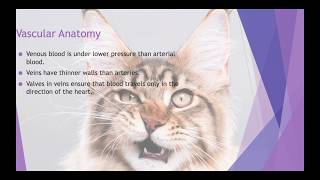 Mammalian Cardiac Anatomy and Physiology VETERINARY TECHNICIAN EDUCATION [upl. by Ellehcen953]