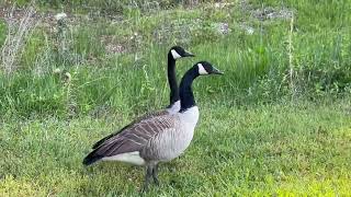 Branta canadensis  barnacla canadiense  canada goose [upl. by Nojel391]