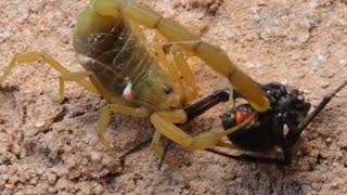 Scorpion Catching Stinging And Preying On Black Widow WarningMay be disturbing to some viewers [upl. by Rol]