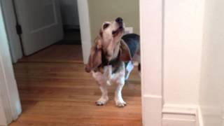 Basset hounds singing [upl. by Maida]