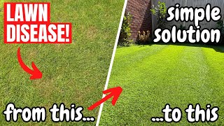 How to remove and prevent DISEASE from taking over your LAWN [upl. by Ecnarual]