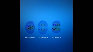 Meiosis cell division Animation  3DClass 12 Cell cycle and cell division [upl. by Kelila]