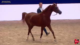 N51 JANNAT INES  Salon du Cheval dEl Jadida class A show  3 Years Old Fillies Class 3 [upl. by Leachim53]