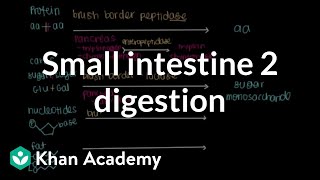 Small intestine 2 Digestion  Gastrointestinal system physiology  NCLEXRN  Khan Academy [upl. by Lhamaj]