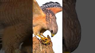 Eagle Eating Fish wildanimals nature wildlife birds eagles fish Wildanimalkingdom [upl. by Fokos]