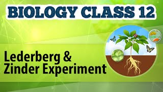 Lederberg and Zinder Experiment  Molecular Basis of Inheritance  Biology Class 12 [upl. by Moscow]