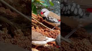 Diamond Firetail Finch birds bird nature animals [upl. by Iramat]