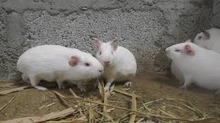 One of largest Guinea pig farm in Indiapromo [upl. by Ierna]