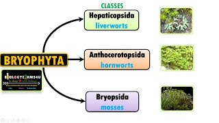 Classification of Bryophytes Characteristics of Liverworts Hornworts and Mosses [upl. by Trebornhoj891]