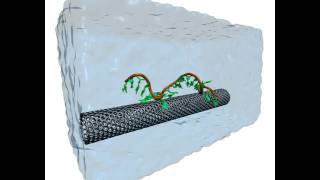 Selfassembly of a Carbonnanotube DNA hybrid [upl. by Novehs]