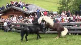 unsere Herde mit Hengst Stuten und Fohlen im Sommer 2009 [upl. by Suiramed]