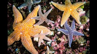 Different Types Of Starfish  Largest Starfish in the world  Facts about Starfish [upl. by Egdamlat840]