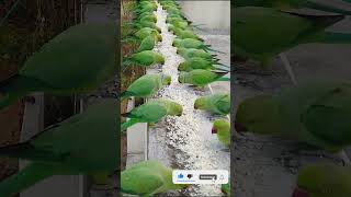 How to attract Parrots to your balcony shorts viralvideo [upl. by Ahseined682]