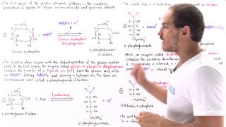 Oxidative Phase of Pentose Phosphate Pathway [upl. by Castara631]