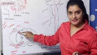 SPINAL CORD  SPINAL TRACT  PART2 [upl. by Naasah]