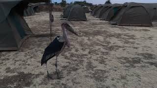 Marabu stork Serengeti Tanzania Čáp Marabu Serengeti Tanzánie [upl. by Hoj]