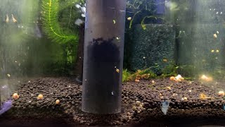 Odmulanie podłoża przy podmianie wody aktywne w krewetkarium  How to clean aquarium substrate [upl. by Outhe]