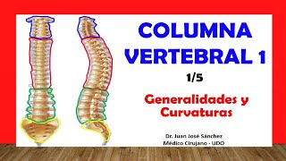 🥇 COLUMNA VERTEBRAL 15  Generalidades Curvaturas Fácil y Sencillo [upl. by Pippo]