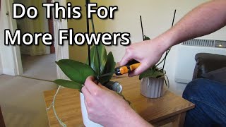 How to get your Phalaenopsis orchids to flower again [upl. by Ailegnave456]