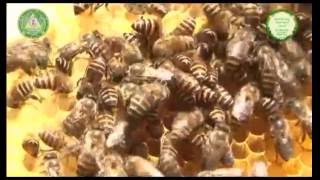 Apiculture GKVK [upl. by Season]