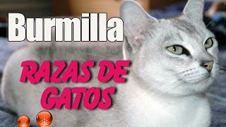 Raza de Gato Burmilla  Caracteristicas y Origen del Gato Burmilla [upl. by Gnuoy]