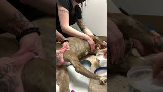 Venipuncture Lateral Saphenous Dog [upl. by Rutter]