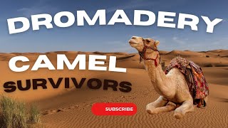 Dromedary 🐪 Camel survivor in dessert camel shorts viralvideo animals dromedary ytshorts yt [upl. by Nanam]