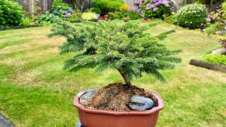 Summer Update Dwarf Norway Spruce 4K August 2024 [upl. by Annairol]