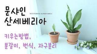 문샤인 산세베리아 키우기 번식 분갈이 자구분리 공기정화식물 moonshine sansevieria [upl. by Kassia271]