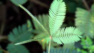 Touchmenot plantsensitive plant mimosa pudica leaves in action  लाजाळूचे झाड [upl. by Warde]